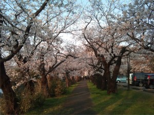糸魚川市民会館まえの桜並木